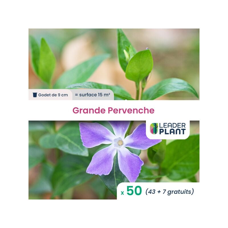 50 x Grande Pervenche en godet