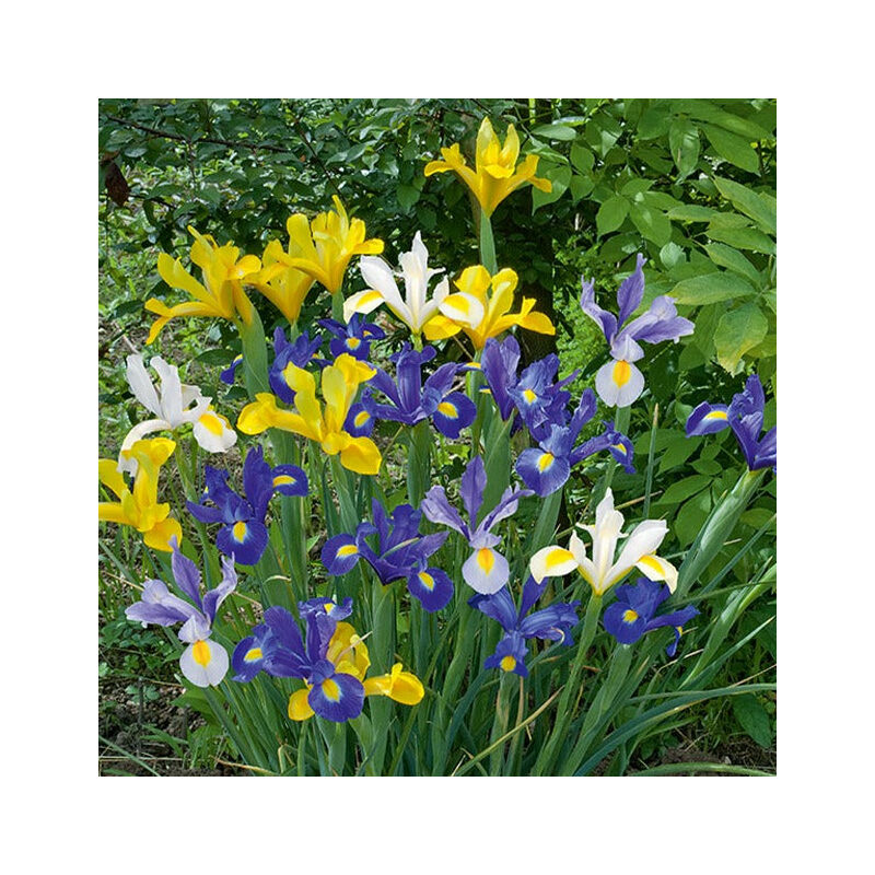 50 Iris de Hollande en mélange - Multicolore