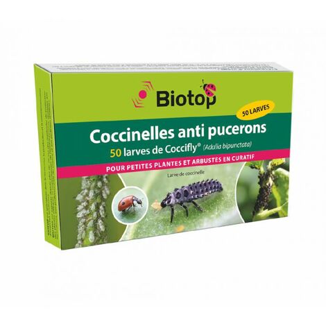 50 larves coccinelles adalia coccifly