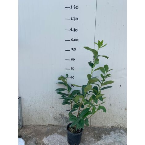 50 LAUROCESASUS LAUROCESASUS PLANTES H 70/80 CM PLANTES DE HAIE