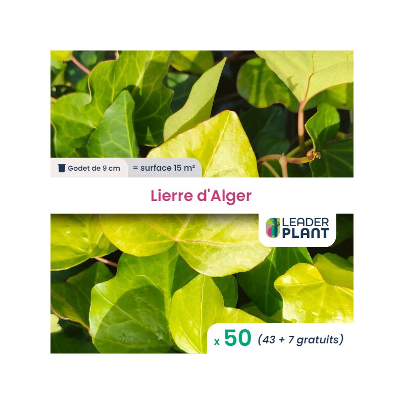 50 x Lierre d'Alger en godet