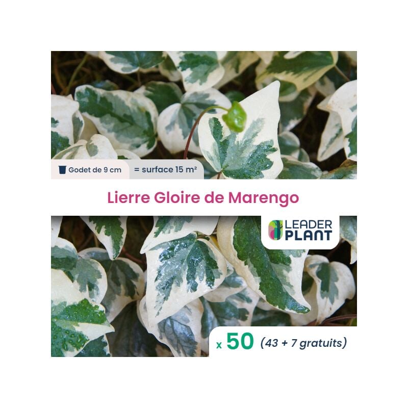 50 x Lierre Gloire de Marengo en godet