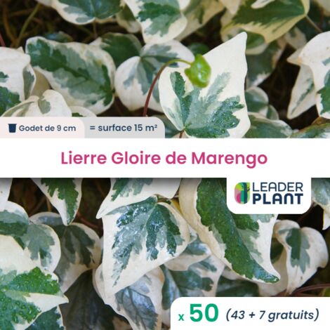 50 Lierre Gloire de Marengo en godet pour une surface de 15m²