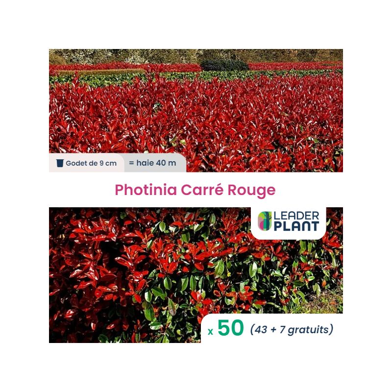 50 Photinia Carré Rouge en Godet