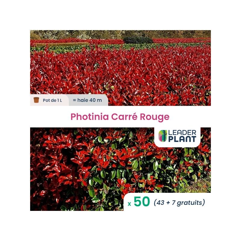 Leaderplantcom - 50 Photinia Carré Rouge pot de 1 Litre