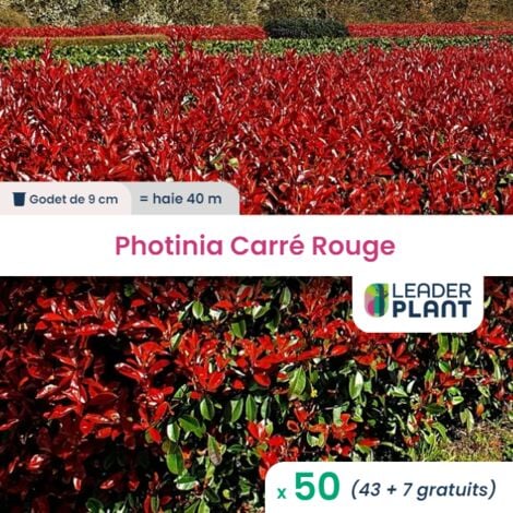 50 Photinia Carré Rouge en Godet
