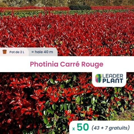 50 Photinia Carré Rouge pot de 2 Litres