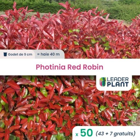 50 Photinia Red Robin en Godet