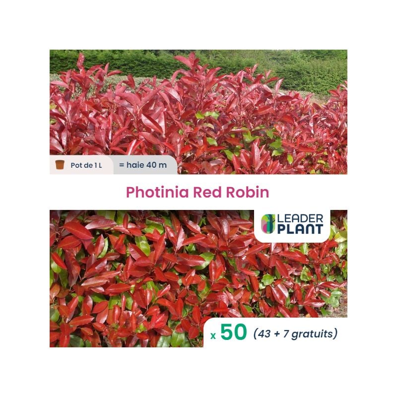 Leaderplantcom - 50 Photinia Red Robin pot 1 Litres