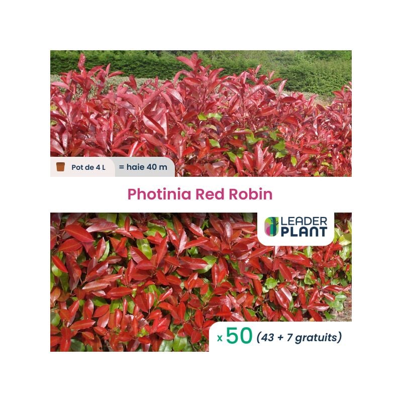 50 x Photinia 'Red Robin' en pot de 4 l