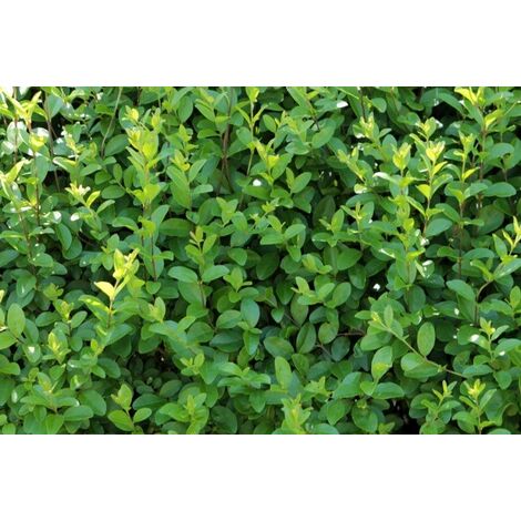 50 piante di Ligustrum ovalifolium (Ligustro) H130cm foto reali