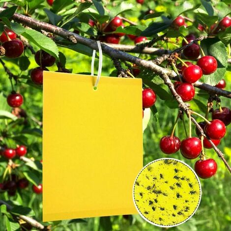 50 Pièges à Insectes, Papier Collant Double Face, Jaune Sticky Papiers pour Blanc Feuille de Mouches, Les Pucerons, Mineur avec des Liens Torsadés,15cm x 20 cm