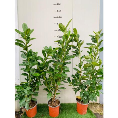 50 PLANTES DE LAURIER FANTAISIE LAUROCESASUS LAUROCERASUS H 120/130CM HAIES HAUTES