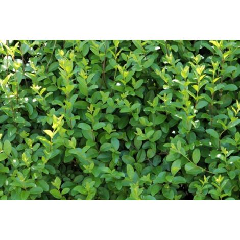 50 plantes de Ligustrum ovalifolium (Troène) H130cm photos réelles