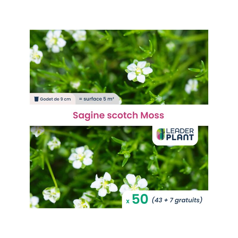 Leaderplant.com - 50 x Sagine Strong Moss en godet