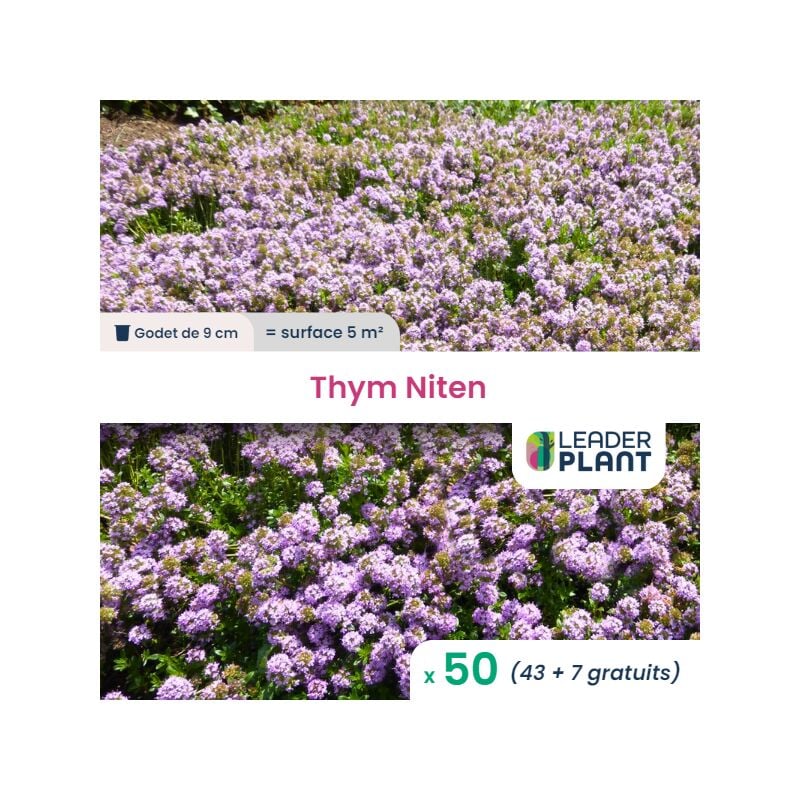 50 x Thym Nitens en godet