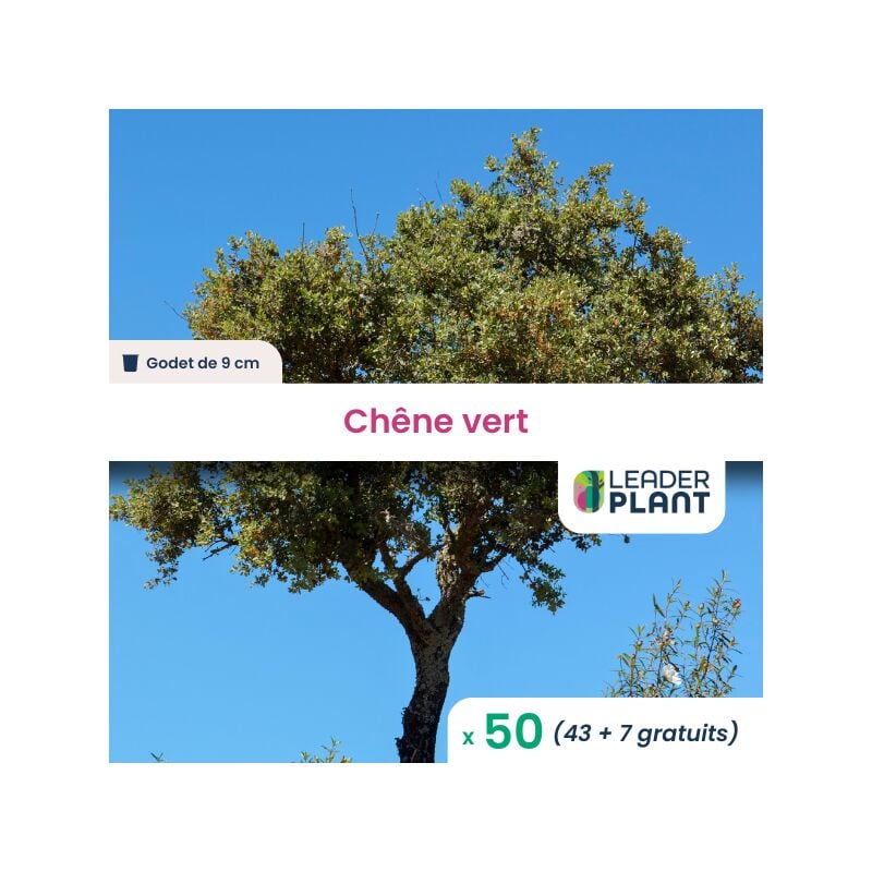 50 x Chêne vert en godet