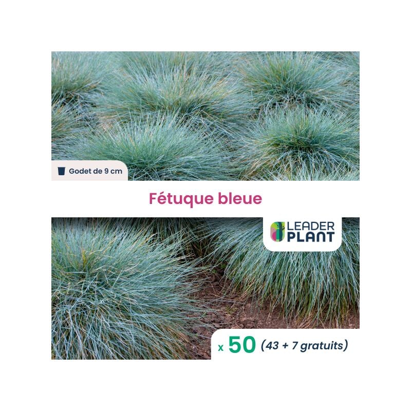 50 x Graminée Fétuque bleue en godet