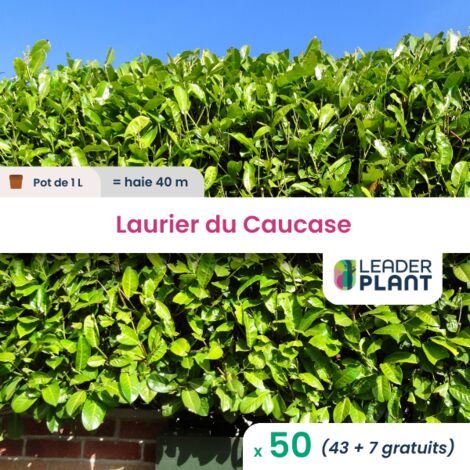 50 x  Laurier palme, Laurier du Caucase, Laurier Cerise en pot de 1 L