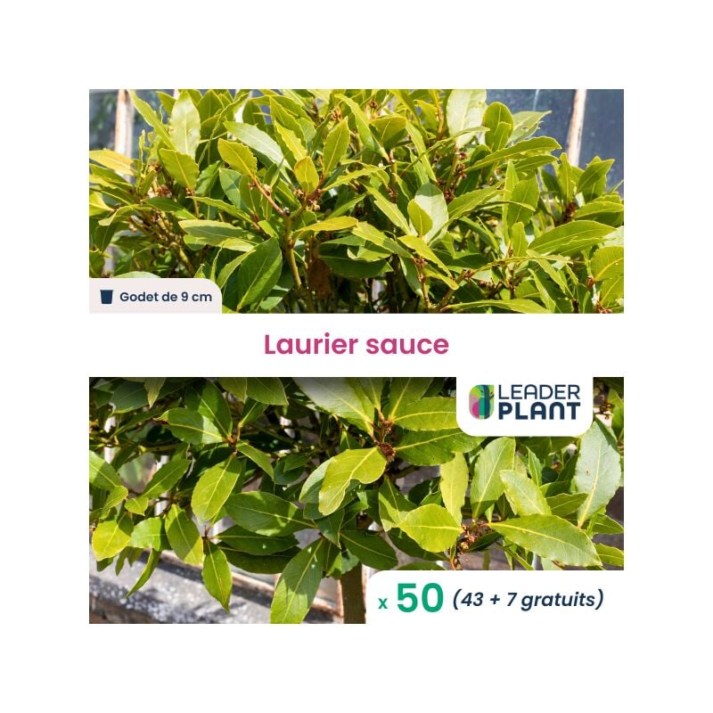 50 x Laurier sauce en godet
