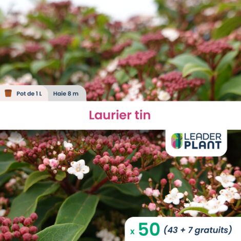 50 x Laurier tin en pot de 1 L