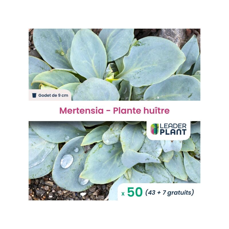 50 x Mertensia au goût d'huitre en godet