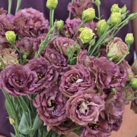 500 Lisianthus Teinte Café Graines – Fleurs Décoratives Jardin Unique
