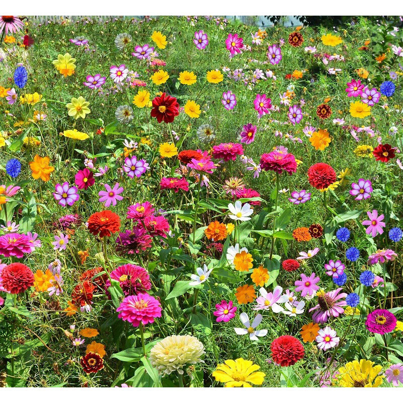 5000 graines de fleurs sauvages mélangées, faciles à cultiver, fleurs colorées, attire les insectes pollinisateurs, floraison en toutes saisons