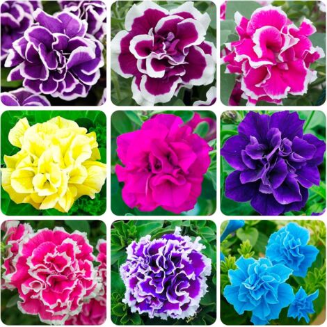 5000 Graines de Pétunia Perpétuel pour Jardin Extérieur – Variété Nain Double Floraison Mixte Heirloom Non OGM