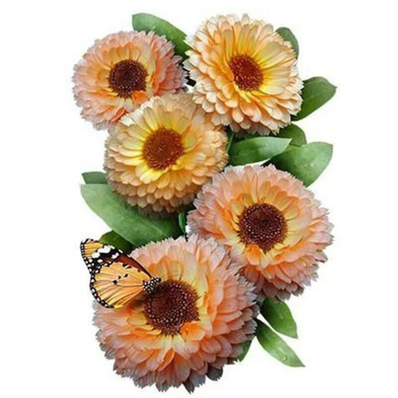 5000 graines de souci. Graines de chrysanthèmes multicolores, graines de fleurs, adaptées aux semis toute l'année, taux de germination élevé
