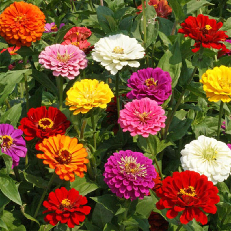 5000 graines de zinnia mélangées, graines de fleurs, attirent les insectes pollinisateurs, semables toute l'année.