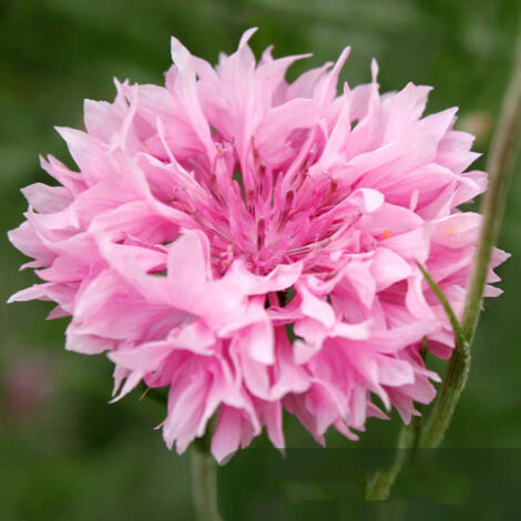 5000 semi di fiordaliso rosa - Semi di fiori selvatici, perenni resistenti, attraenti per gli impollinatori, per i tuoi prati naturali