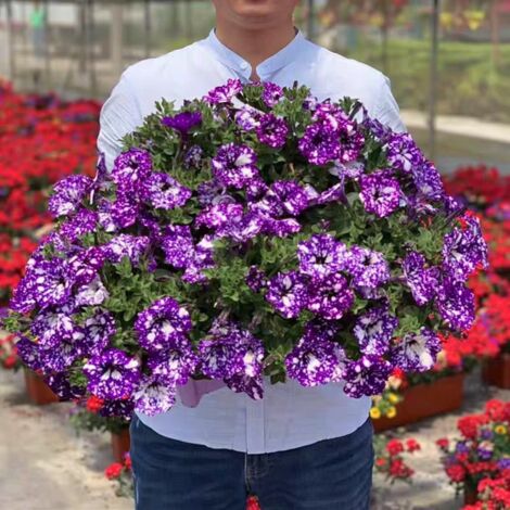 5000 semillas de petunia, semillas de petunia enana ondulada, perenne, fácil de cultivar, apta para macizos de flores y balcones.
