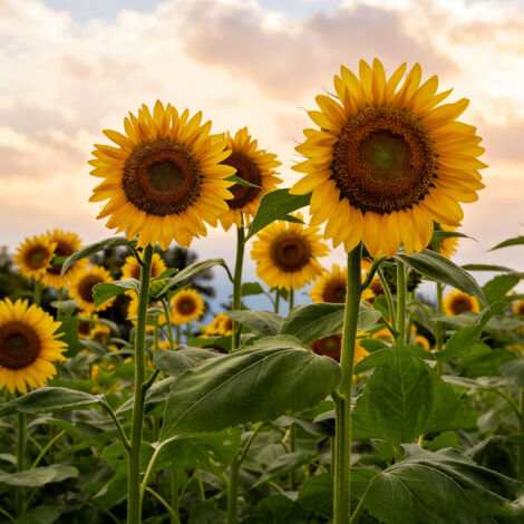 5000 Sonnenblumensamen – Strahlend Gelbe Blüten, Einfache Aussaat, Volle Sonne