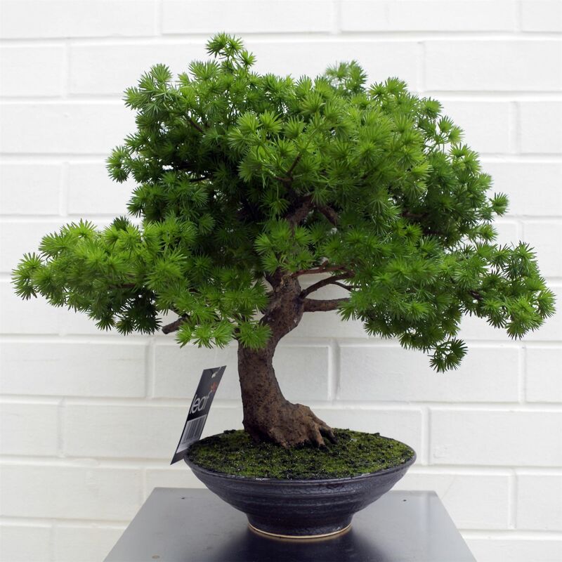 Leaf - 50cm Artificial Luxury Pine Bonsai Tree