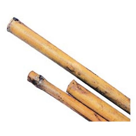 50PZ CANNA BAMBOO - mm.22/24 h.210