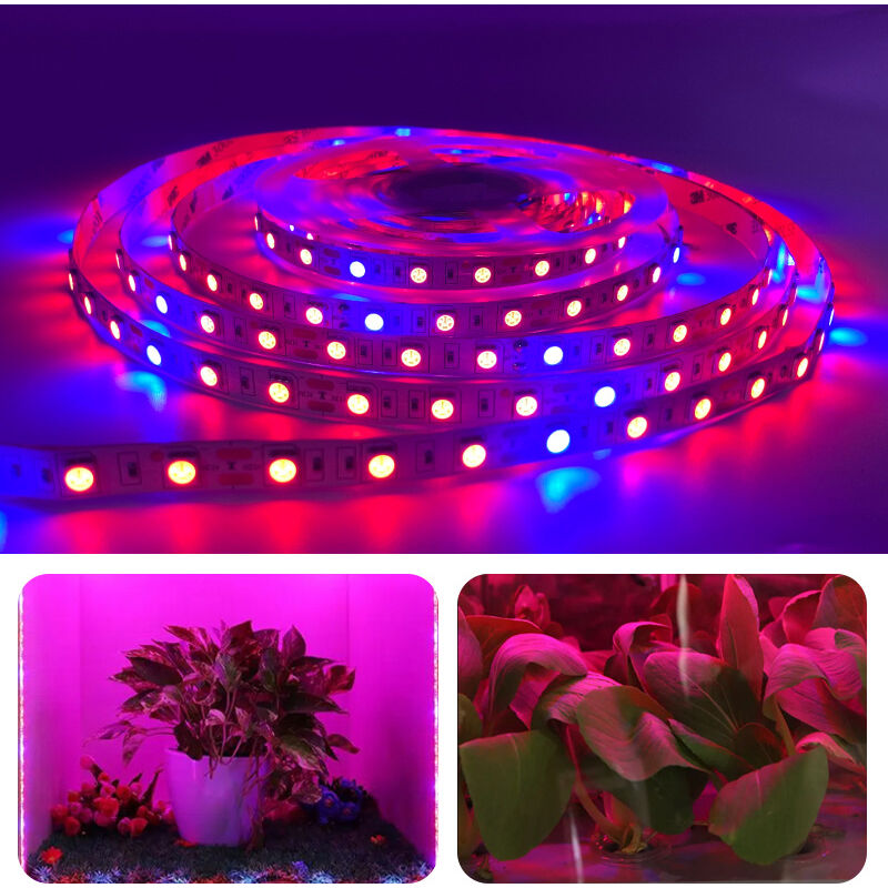 5M Plante LED élèvent la lumière de bande DC 12V IP65 imperméable plein spectre SMD 5050 Rouge bleu 5: 1 corde s'allume pour l'aquarium serre