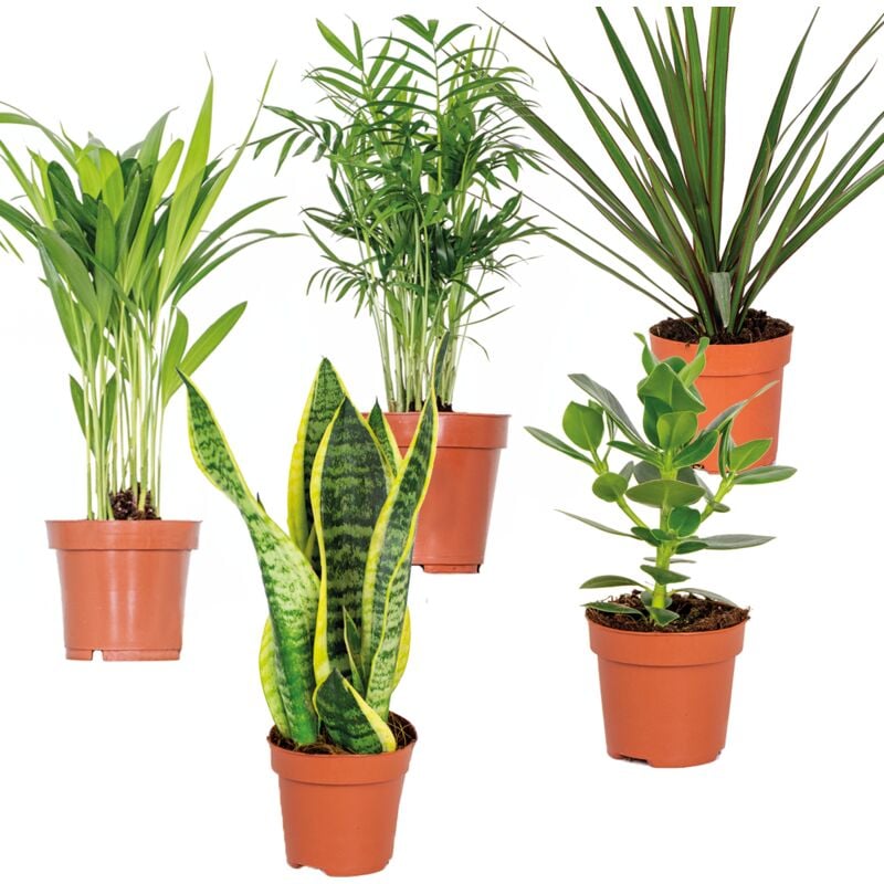 Bloomique - 5x Mélange facile d'entretien – Chamaedorea-Sansevieria-Clusia-Dypsis-Dracaena – ⌀12 cm - ↕20-45 cm - Green