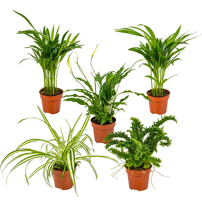Bloomique - 5x Mélange purificateur d'air–Dracaena-Dypsis-Chamaedorea-Chlorophytum-Asplenium⌀12cm ⌀20-45 cm