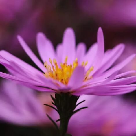 6 Asters des Alpes (Aster Alpinus 'Happy End')