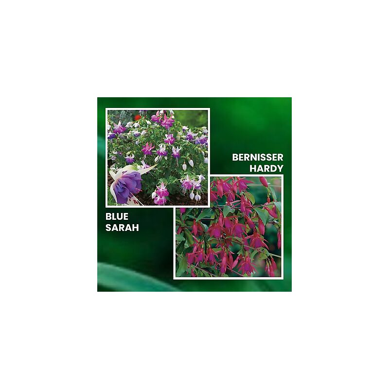 Lot fuchsias - plante vivace - 6 godets