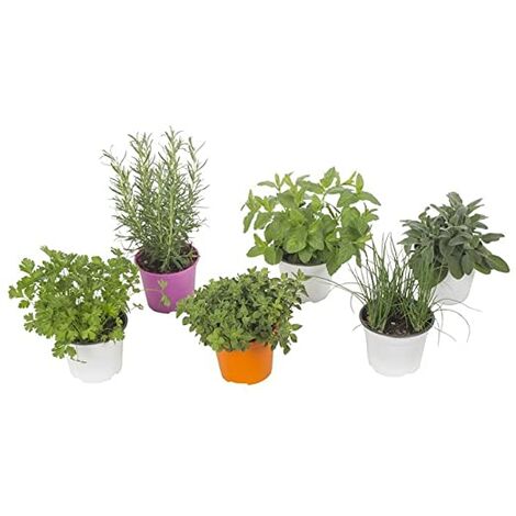 6 PIANTINE MIX AROMATICHE in vaso 14cm