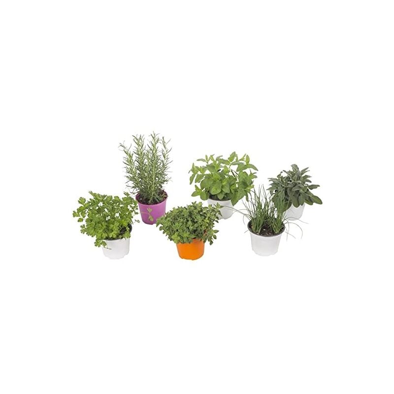 Vivaio Garden Forest - 6 plantes mixtes aromatiques en pot