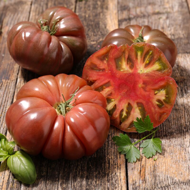 6 plants Tomate noir de crimée motte 7cm