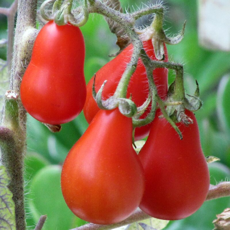 6 plants Tomate olivette roma motte 7cm