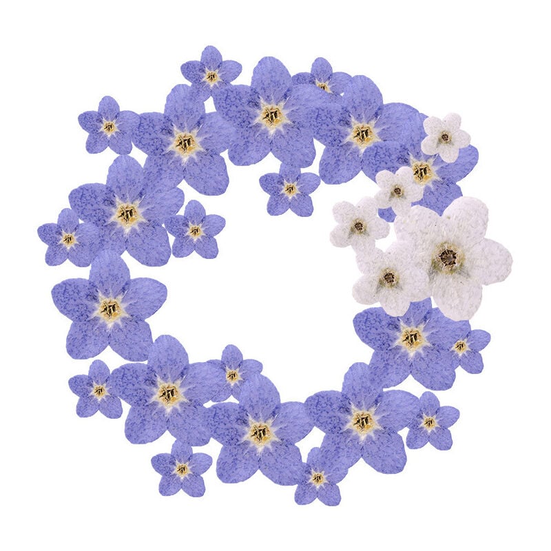 Csparkv - 60 Pcs Fleurs Pressées Séchées Naturelles Myosotis Séchés Vraies Fleurs Bleues pour Résine Coudée pour Fabrication de Bijoux Cartes diy