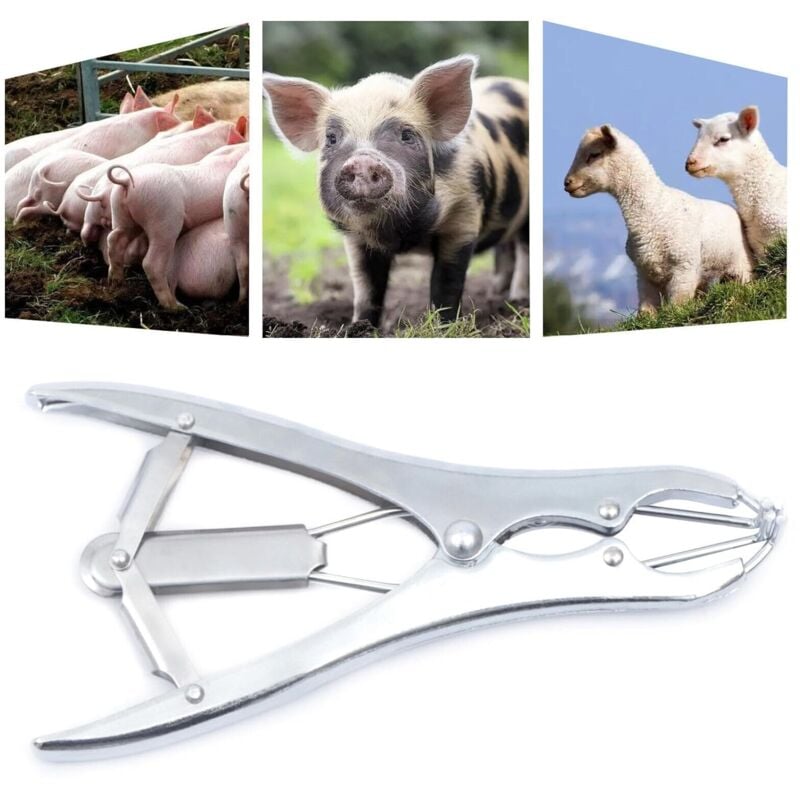 Pince à castration en acier inoxydable avec 100 anneaux en caoutchouc pour l'écourtage de la queue des agneaux, moutons, veaux et porcs