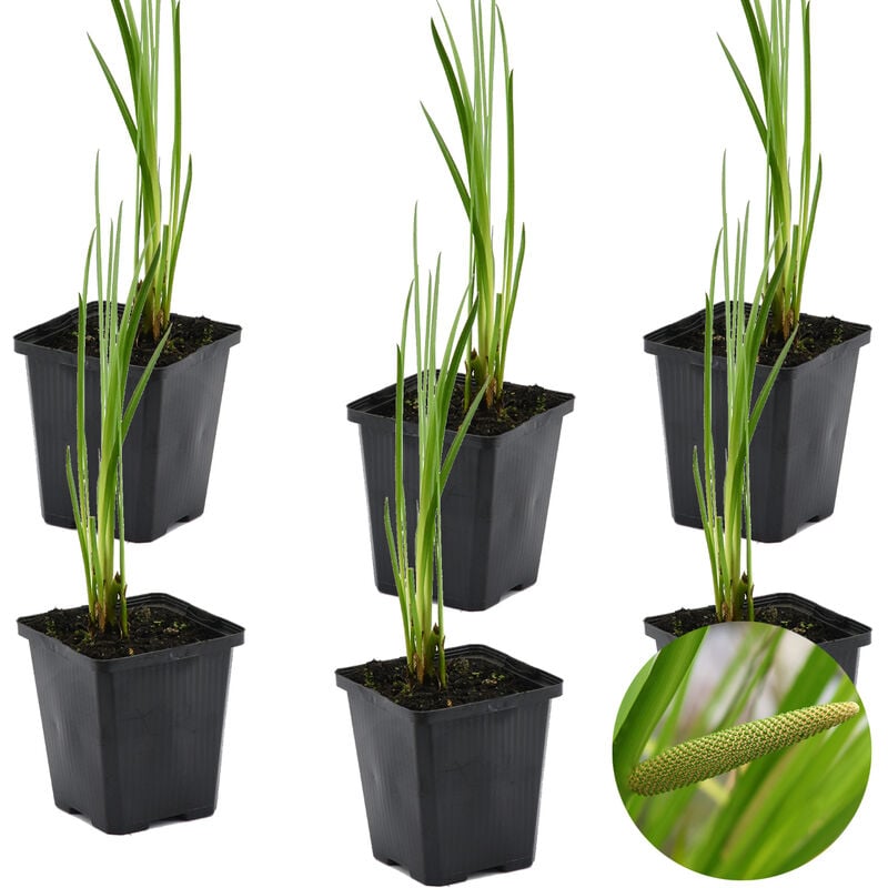 Bloomique - 6x Acorus Calamus – Calamus – Plante de bassin – Faible entretien – Zone 2-3 – ⌀09cm - ↕10-20 cm