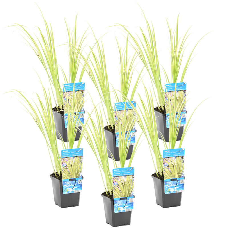Bloomique - 6x Acorus 'Ogon' - Calamus nain - Plante d'étang - à feuilles persistantes - ⌀9 cm - ↕10-20 cm
