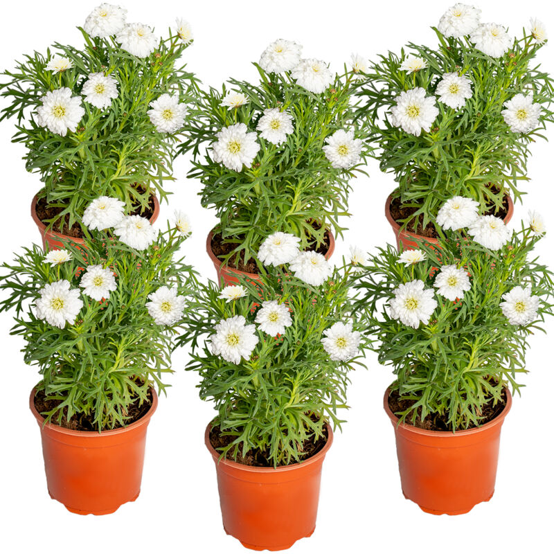 6x Argyranthemum Molimba Duplo White P10.5H15
